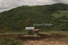 Laura TANGRE - LAURA TANGRE