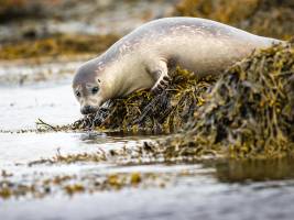 BOES LAETITIA - LAETITIA BOES PHOTOGRAPHY
